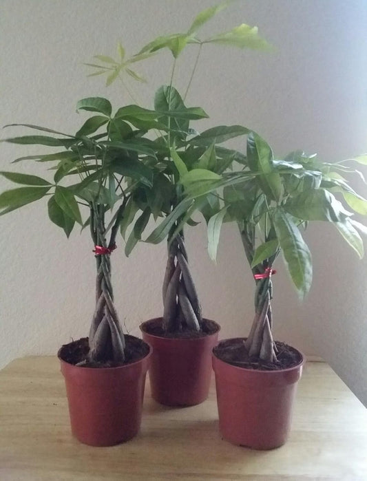 LOUSBONSAINUSERY BRAIDED MONEY TREE