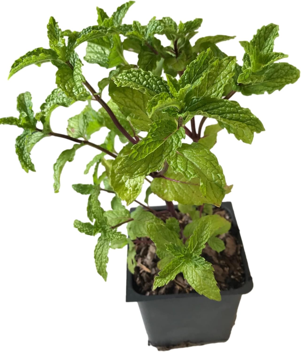 Mojito Mint Live Plant (mentha x villosa)