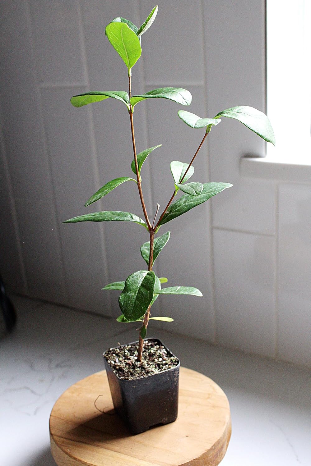 MYSHELFIE Pineapple Guava Starter Plant 5-6 inches, 2 inch Pot, Tropical Evergreen Shrub Edible Fruit Garden Purple Flowering Landscaping Live Vine Starter (3)