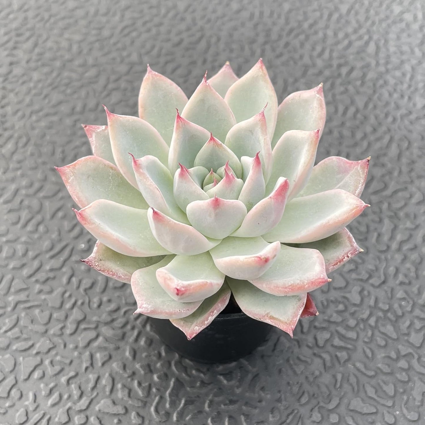 Sprout N Green Echeveria 'Aranjuez', 1 Live Succulent Plant Fully Rooted in 2" Pot, House Plant for Indoor Outdoor Home Office Wedding Decoration DIY Project Party Favor