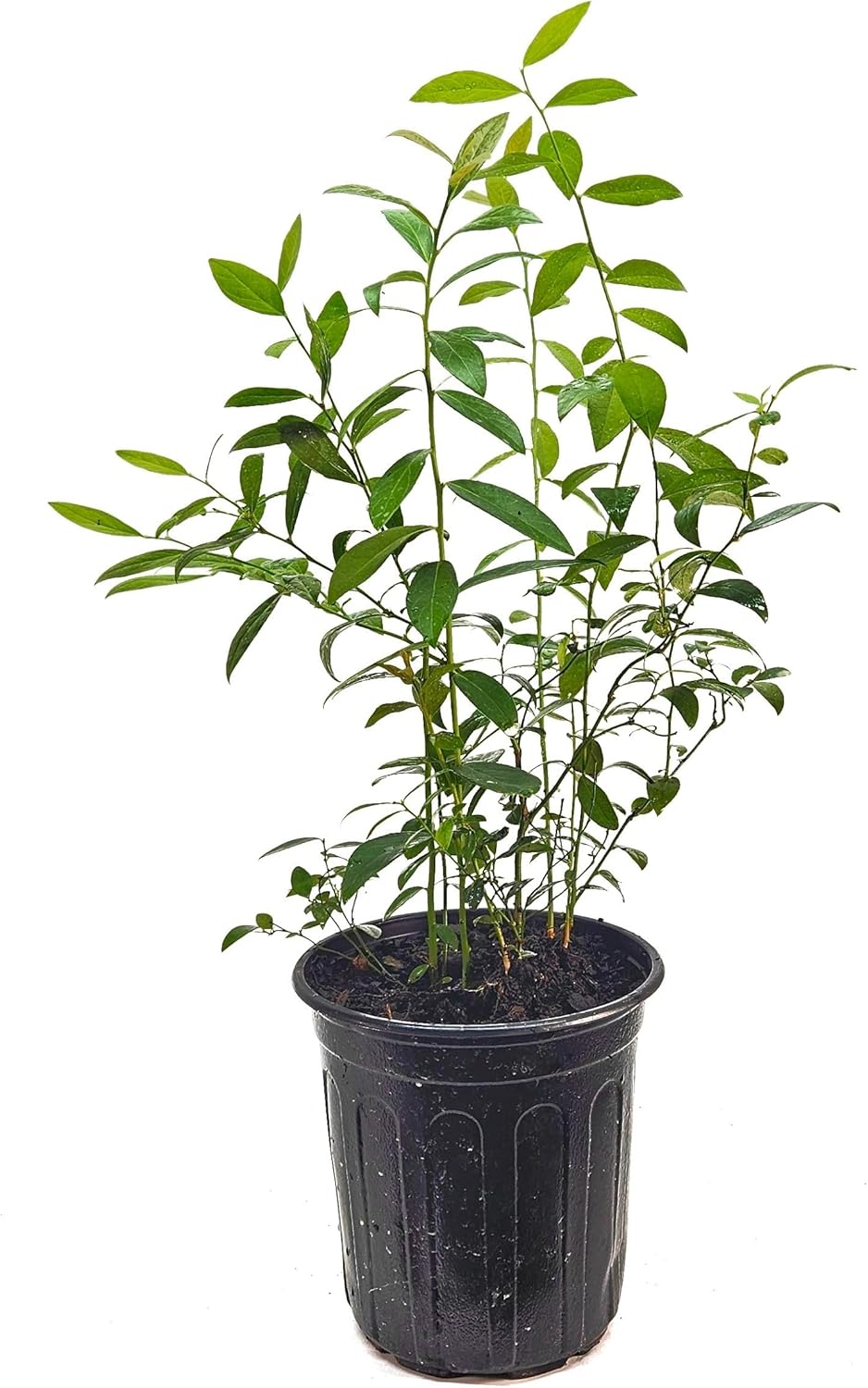 Pink Lemonade Blueberry Plant in 6-inch Pot- Unique Pink Fruit, Sweet Flavor - Non-GMO Live Berry Bush Starts for Garden or Patio