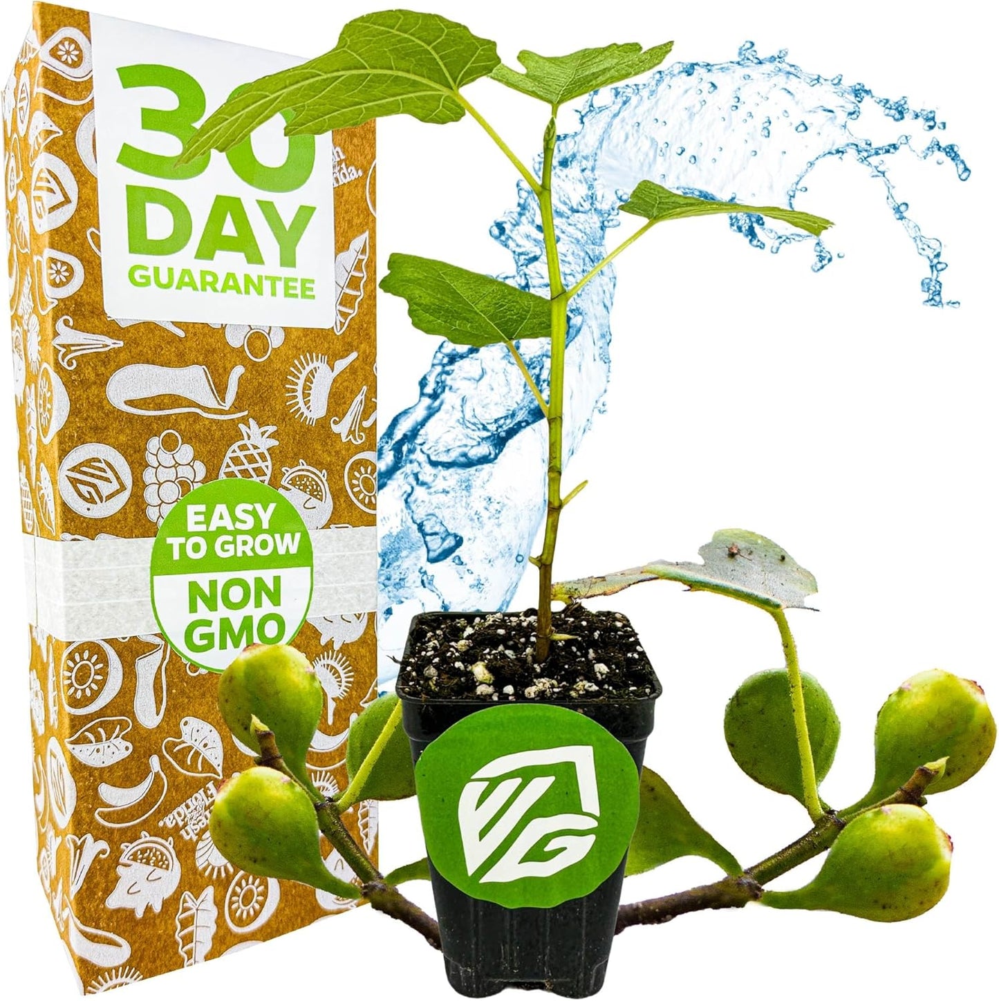 Fignomenal Dwarf Fig Live Plant - Ficus carica - Wellspring Gardens Starter Potted Plant for Indoor and Outdoor Home Decor, Gift Essential for House