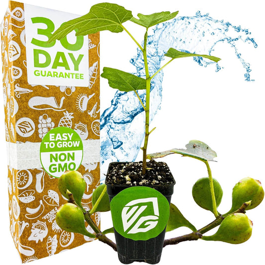 Fignomenal Dwarf Fig Live Plant - Ficus carica - Wellspring Gardens Starter Potted Plant for Indoor and Outdoor Home Decor, Gift Essential for House