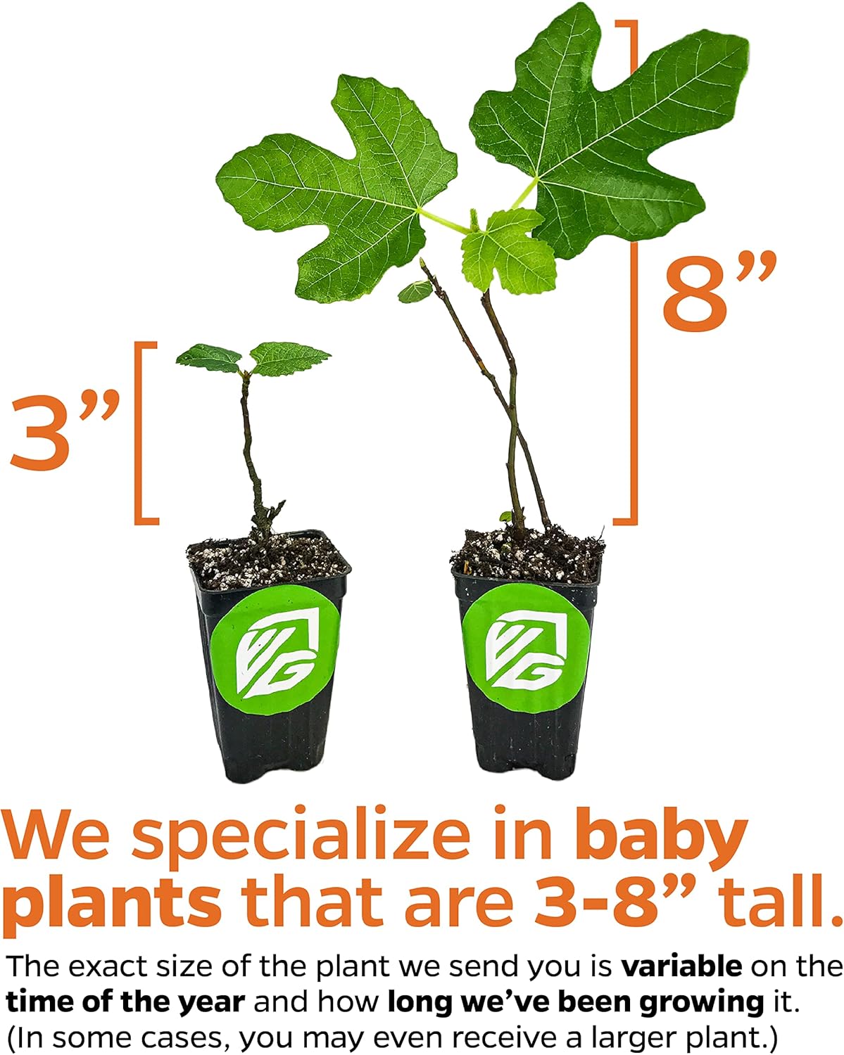 Violette de Bordeaux Fig Tree Live Plant - Ficus carica - Wellspring Gardens - Live Starter Fruit Plant for Your Indoor or Outdoor Garden