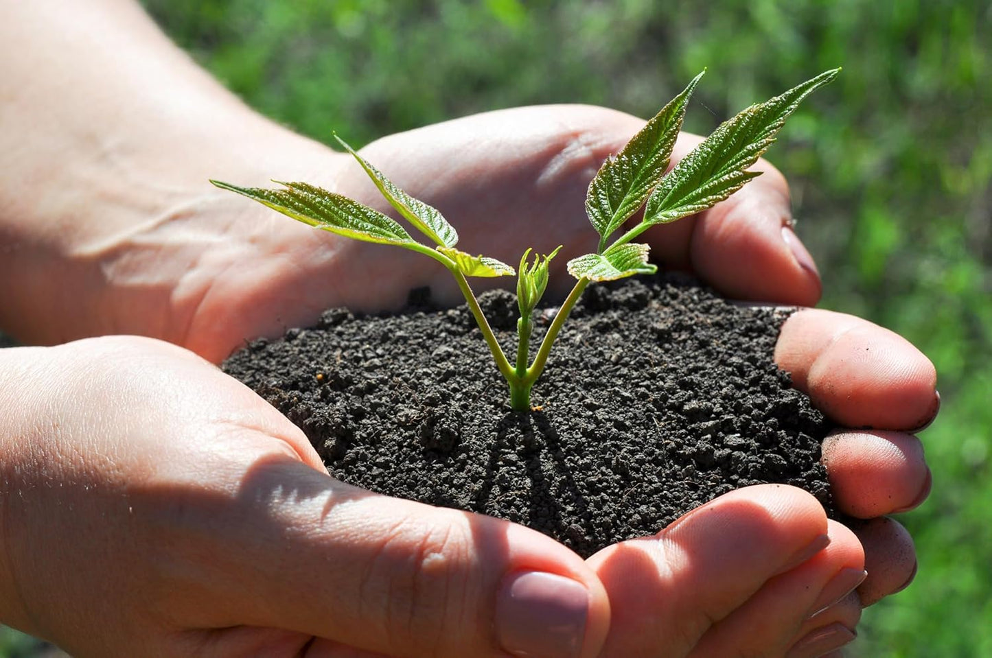 Organic Worm Castings Premium Worm Castings Fertilizer for Nutrient-Rich Soil and Healthy Growth (2 QUARTS)