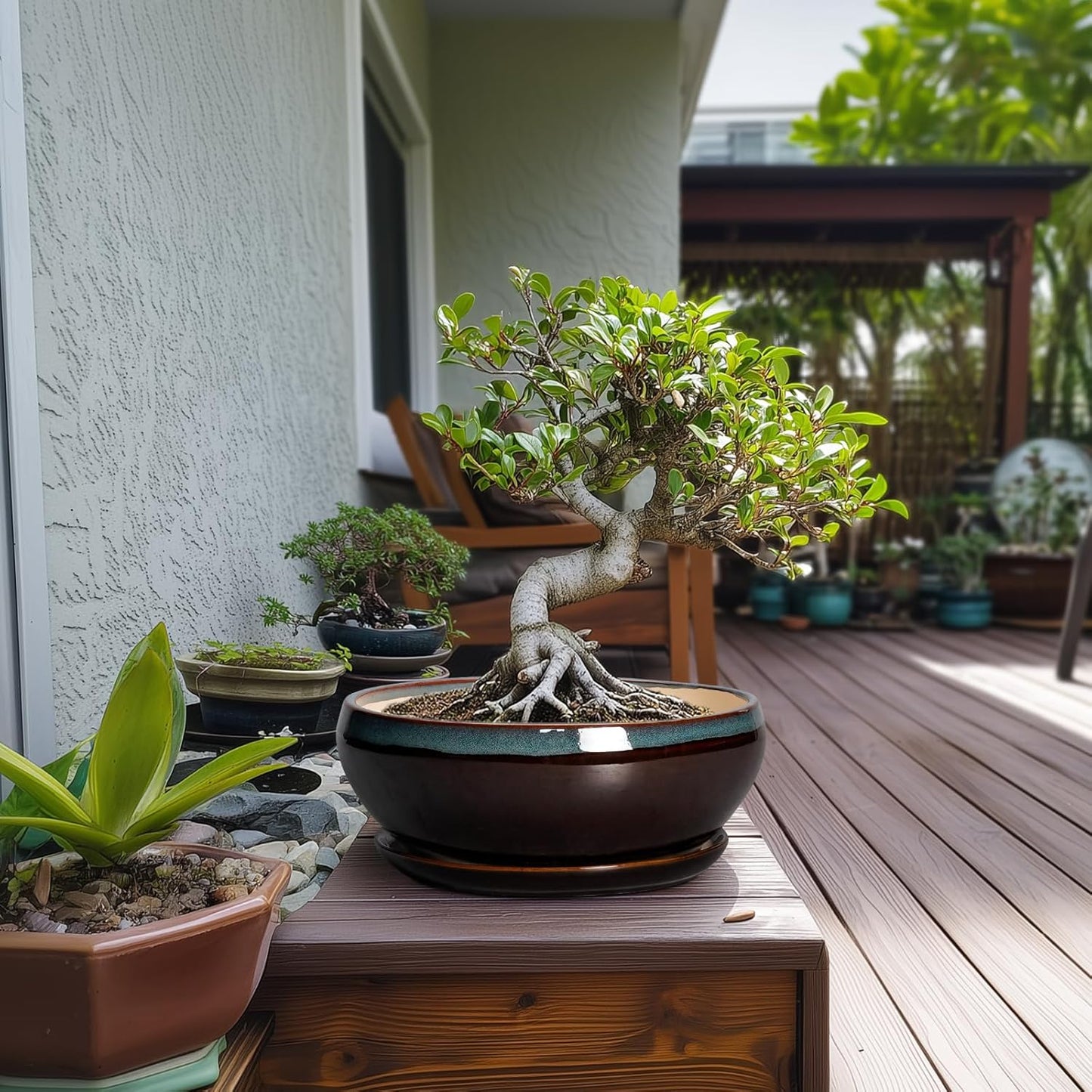 SQOWL Bonsai Tree Pots - 10 Inch Ceramic Succulent Pots with Drainage Hole and Saucer, Round Shallow Plant Pot Indoor Outdoor, Ceramic Bonsai Pot, Bowl Planter, Home Decor, Garden Gifts, Blue-Brown