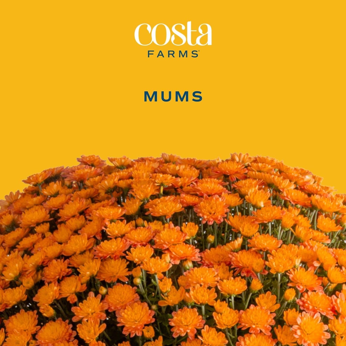 Costa Farms Live Flowering Plants, Orange Mums (Pack of 8), Mini Chrysanthemum Houseplants, Ships in Bud Form, Potted in Grower Pot, 11-Inches Tall