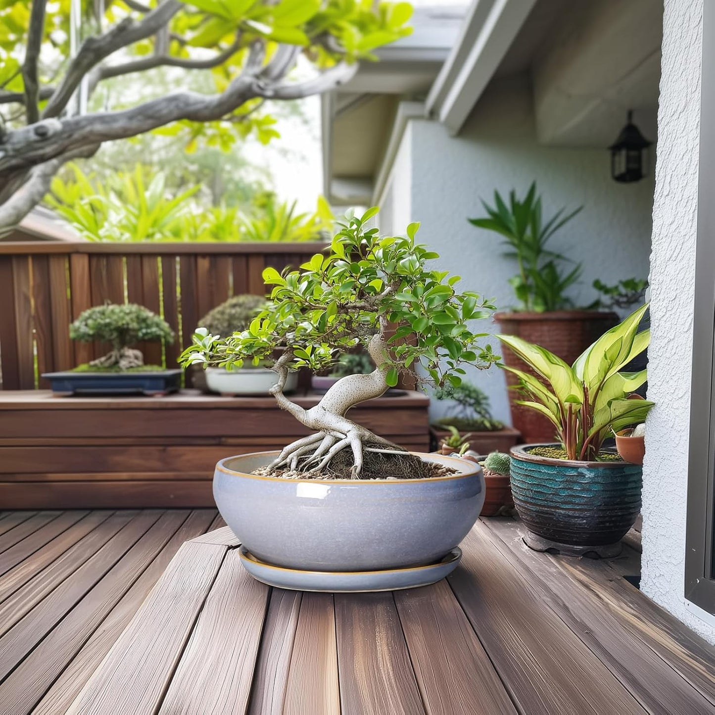 SQOWL 12 Inch Bonsai Pots - Shallow Ceramic Planter for Indoor Plants Outdoor, Large Succulent Pots with Drainage Hole and Saucer, Round Planter Bowl, Porch Decor, Gifts for Plant Lover, Blue