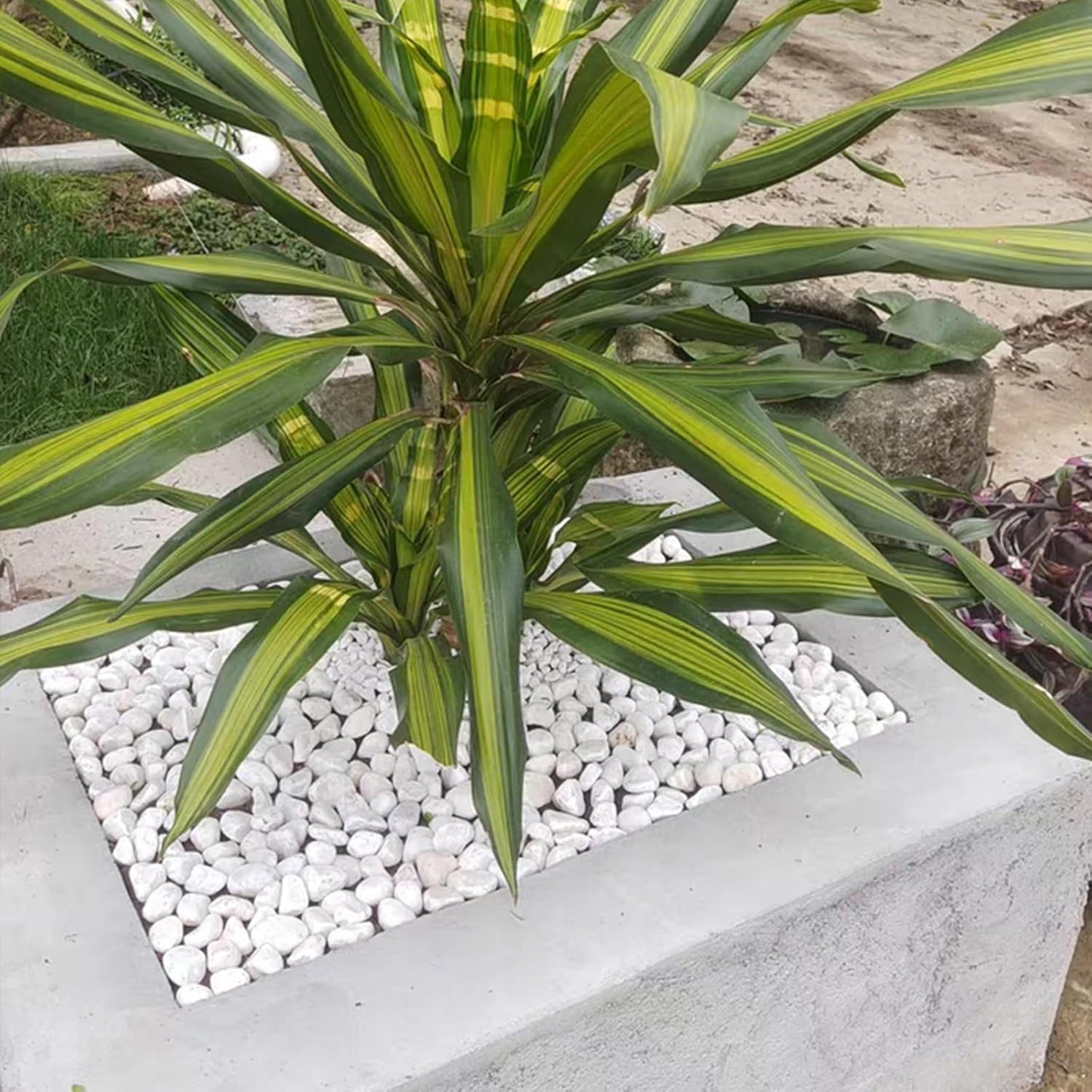 40 lbs White Rocks for Landscaping, 1-2 Inch White Gravel. Decorative Pebbles Stones for Plants, Vases, Craft and Garden