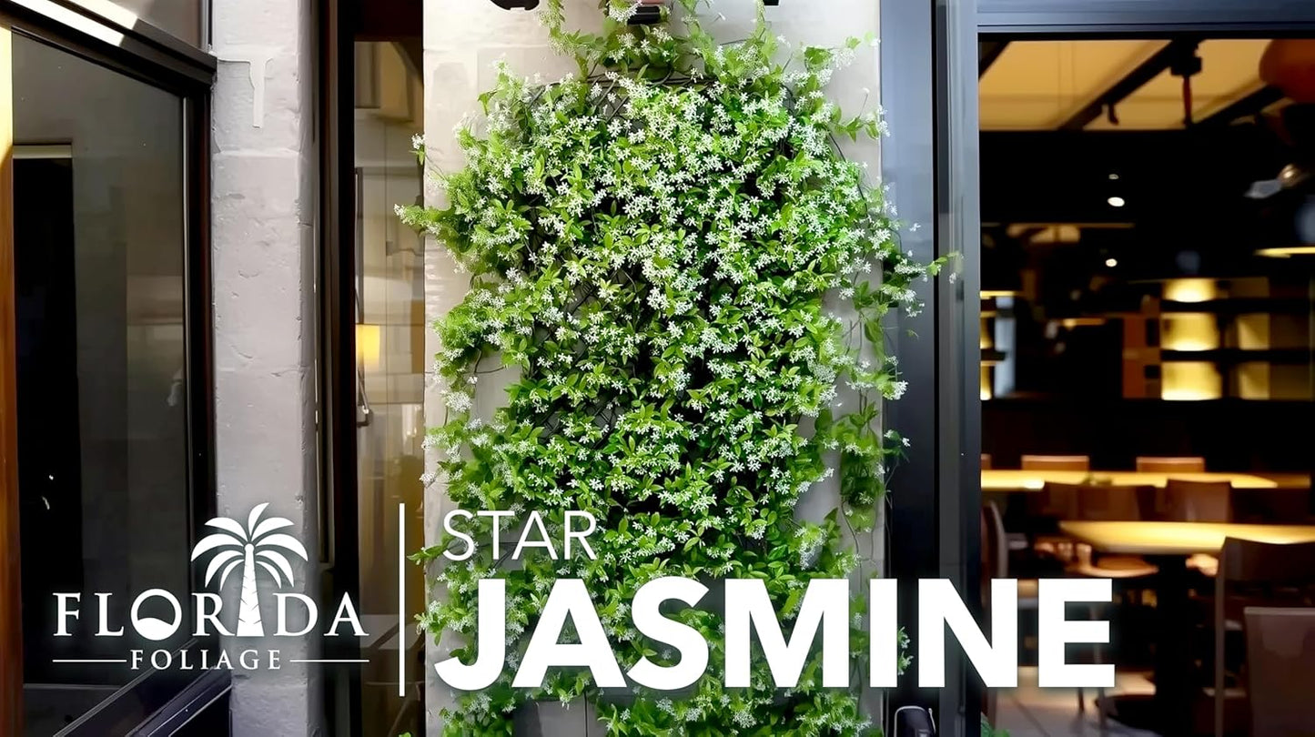 Star Jasmine | 30 Live Plants | Trachelospermum Jasminoides | Fragrant Blooming Evergreen Vine, Low Maintenance, Climbing, White Flowers, Attracts Pollinators, Drought Tolerant