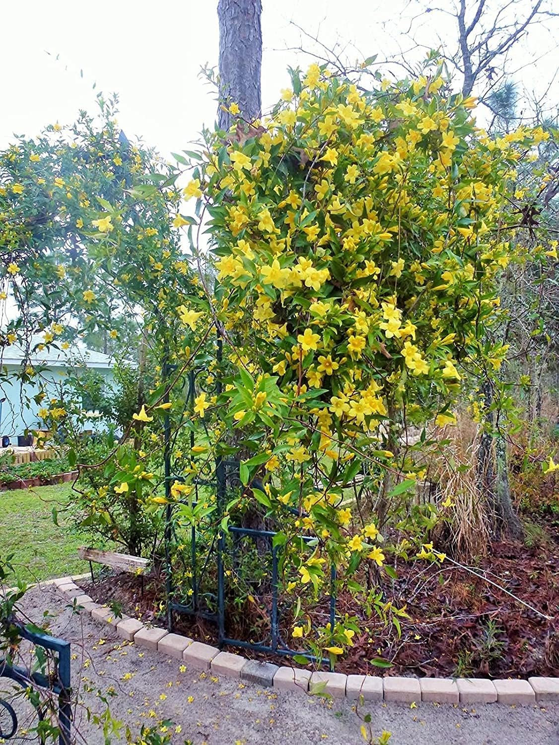 Carolina Jasmine | 1 Large Gallon Size Plant | Gelsemium Sempervirens | Fragrant Yellow Blooms, Evergreen Vine, Low Maintenance, Fast Growing, Climbing, Attracts Pollinators, Garden Trellis