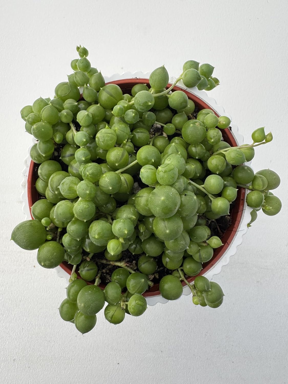 4" String of Pearls with White Stripe Pot, Live Trailing Succulent House Plant for Home Office Wedding Hanging Decoration, DIY Projects, Party Favor