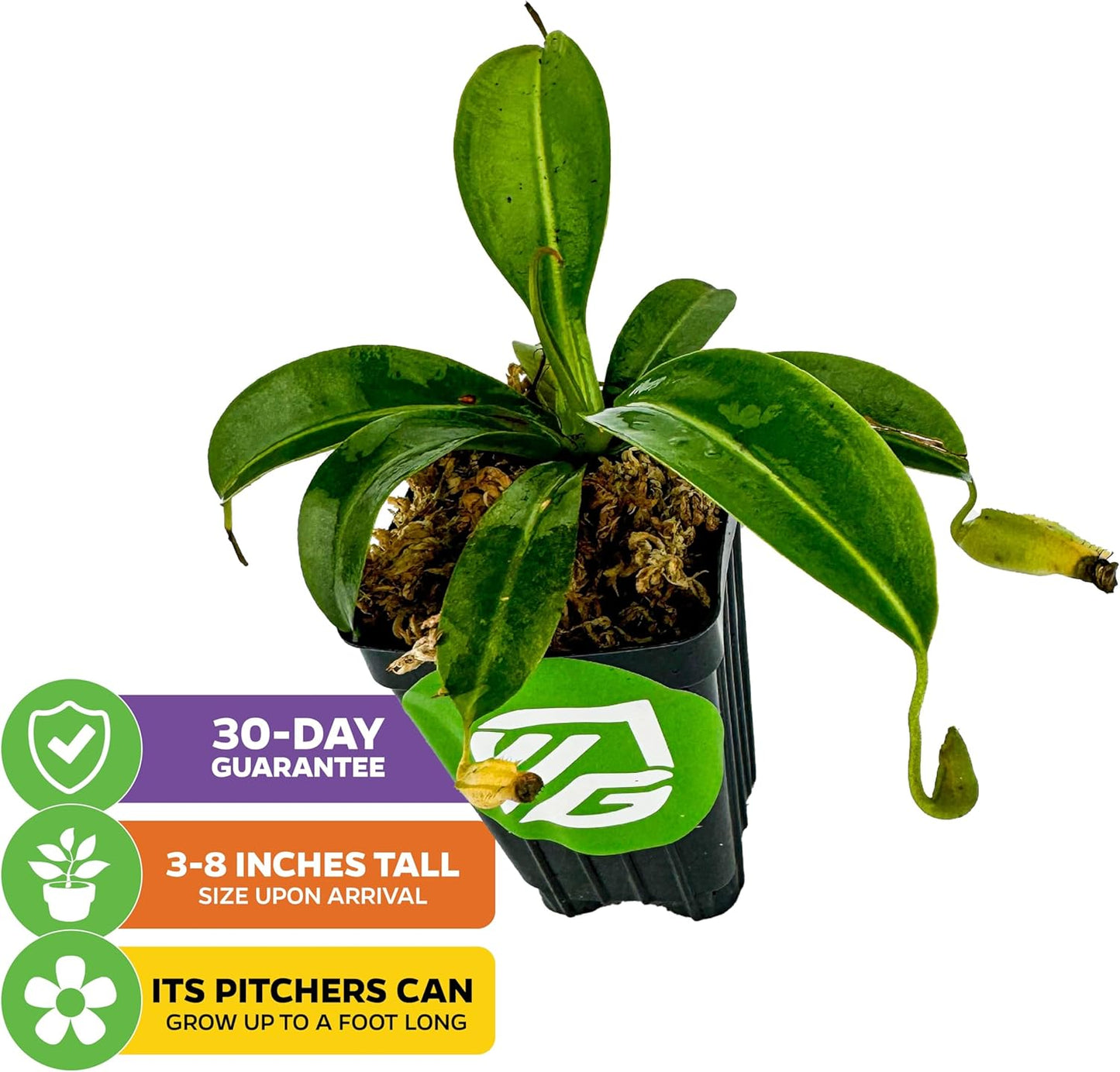 Miranda Carnivorous Pitcher Plant - Nepenthes Miranda - Wellspring Gardens Starter Plant - Unique & Exotic Tropical for Indoor/Outdoor Growing & Planting - Easy to Grow, Great for Nature Lovers