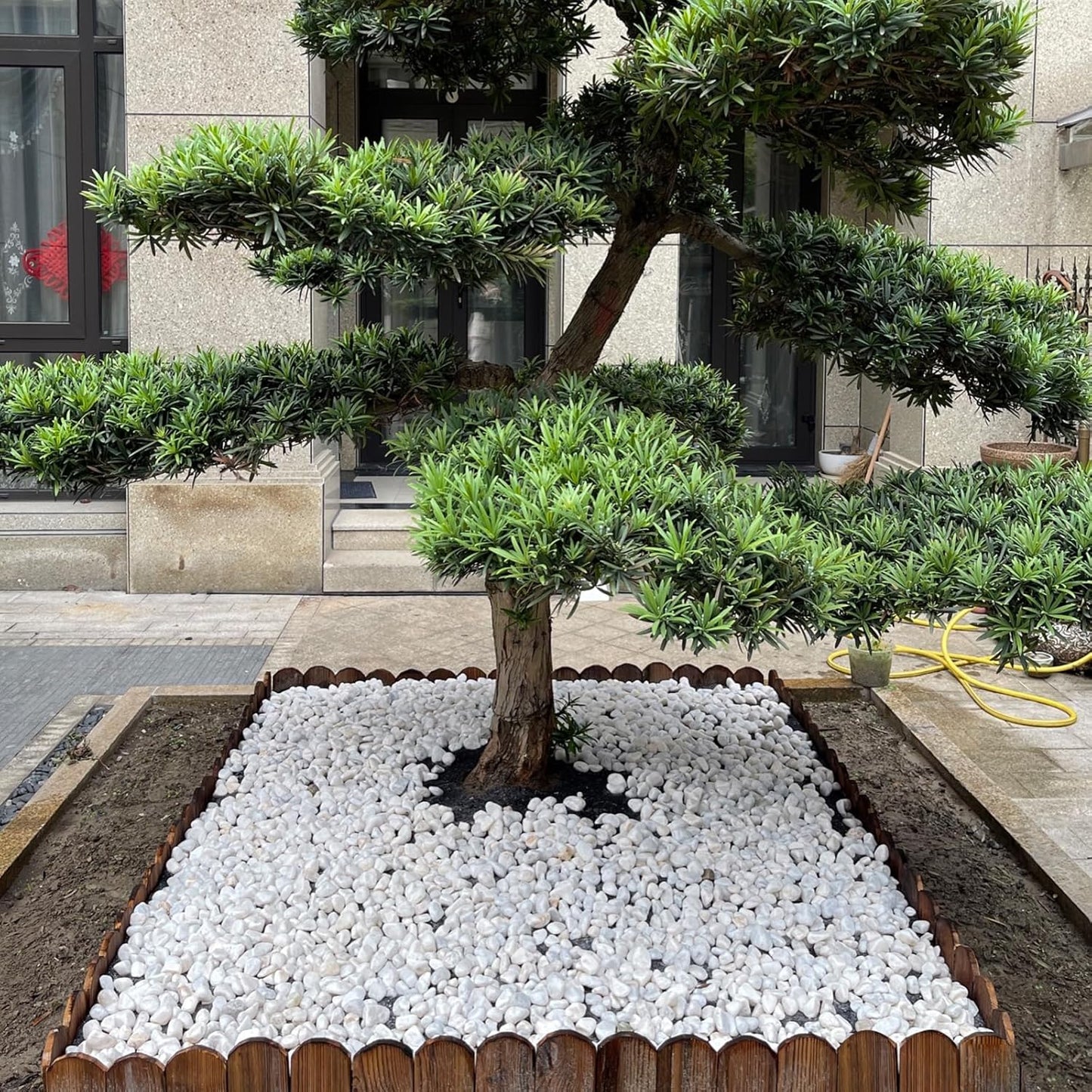 5 lbs White Pebbles for Indoor Plants, 0.5-1 Inch Pea Gravel Stones for Planters, Decorative River Rocks for Succulent, Cactus, Vases, Aquariums, Crafting and Garden Landscaping