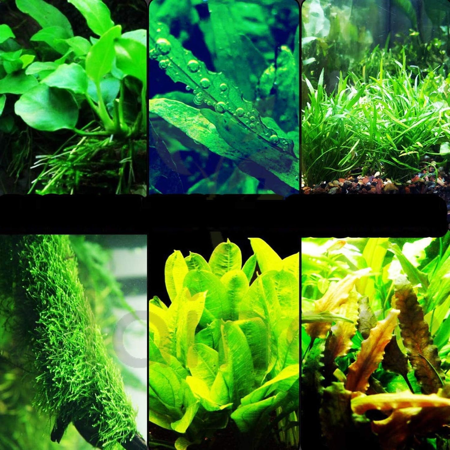 30+ Stems Package Starter Beginner Set Live Aquarium Plants Java Moss, Micro Sword, Rosette Amazon Sword, Anubias, Java Fern and More by Mainam