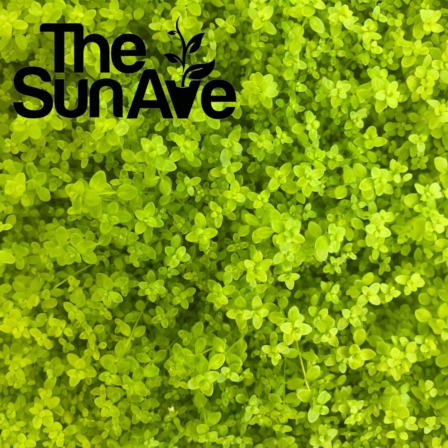 Freshwater Live Aquarium Plants with Roots (Monte Carlo)