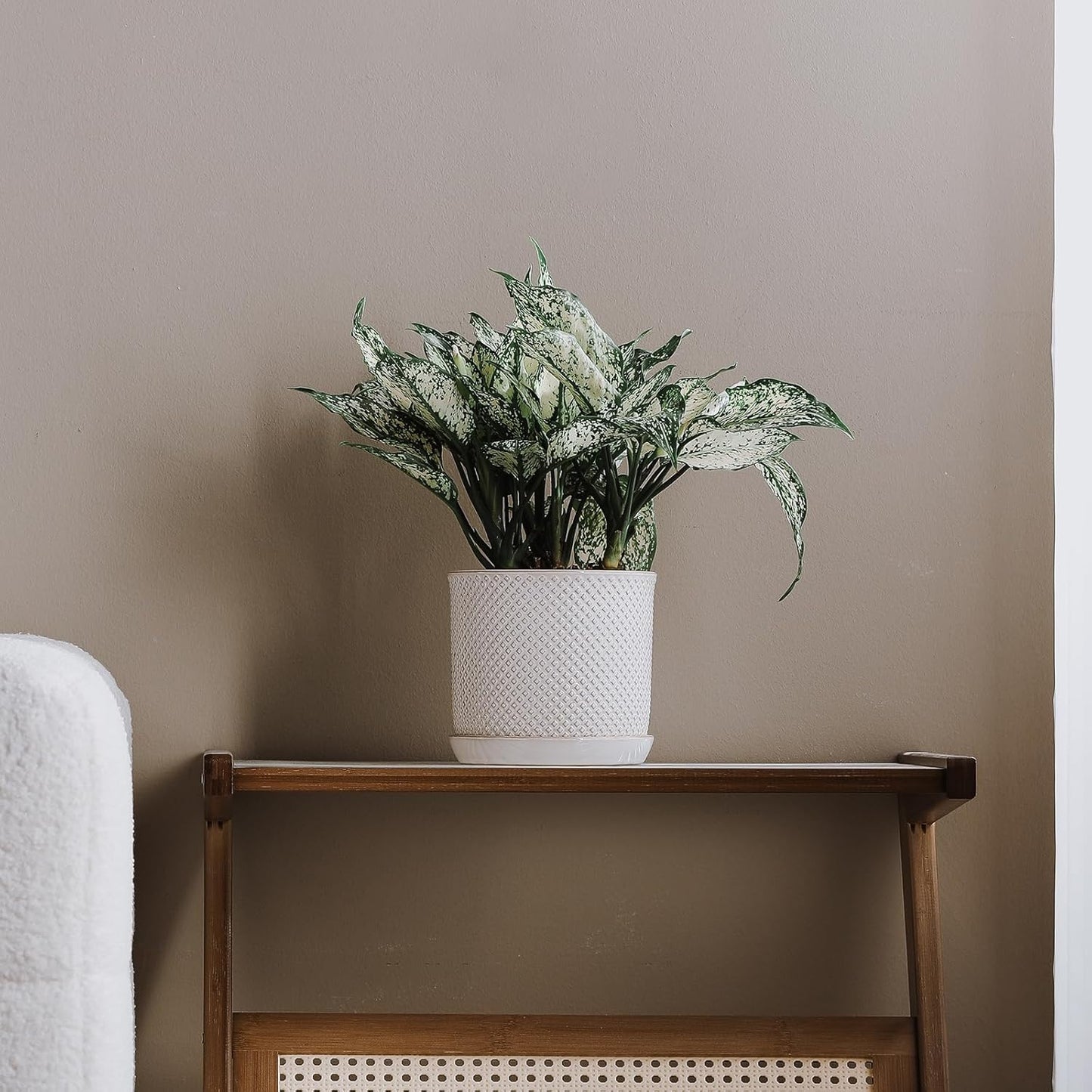 5.8 Inch Plant Pot: Ceramic Planter with Drainage Hole & Saucer for Indoor Outdoor Plants - Flowerpot with Bonded Tray for Home Office - Beaded Embossed Style, Cream White