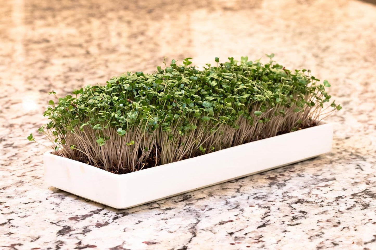 mizuna Microgreens Growing Kit – 2 Stackable White Ceramic Micro Greens Growing Trays (2x5x12 in), Coconut Coir, and Seeds for Stylish Indoor Micro Greens Growing