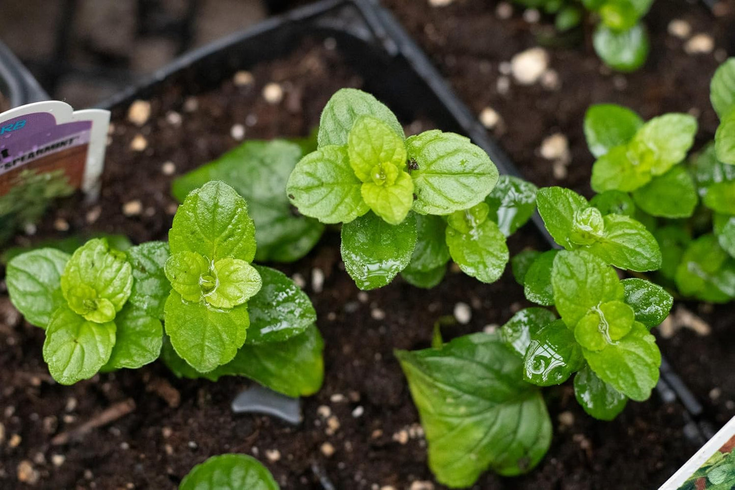 Organic Mint Plant, Spearmint Plant, (Mentha spicata) in 2.5-inch Pot - Excellent for Tea, Perennial Herb, Companion Plant