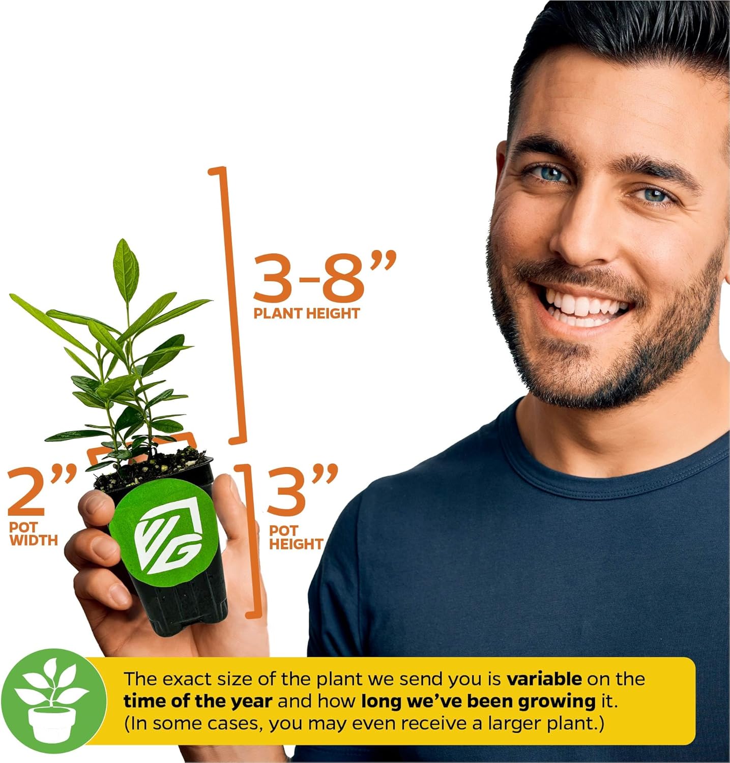 Pineapple Guava (Feijoa) Live Plant - ACCA sellowiana by Wellspring Gardens - Tropical Pineapple Guava Fresh Fruit Bearing Trees - Organic Starter Live Plants for Gardening and Planting Outdoor