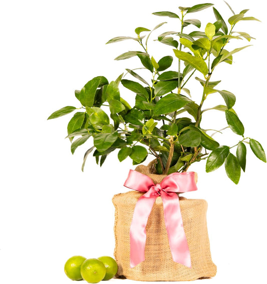 Mother's Day Live Persian Lime Tree Gift, Lasting Mother's Day Gift, Lime Tree, Easy to Grow, Indoor/Outdoor, Home Gardeners, by The Magnolia Company, Can't Ship to CA, AL, AZ, LA, TX