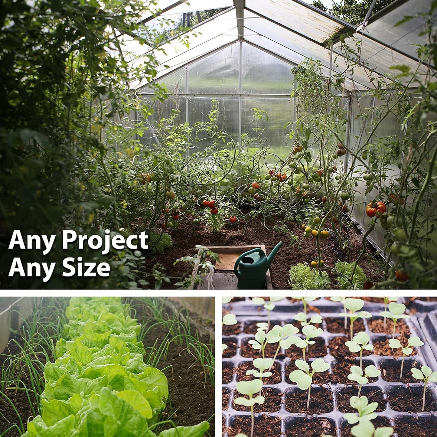 Thai Ornamental Hot Pepper 1 Gram ~430 Seeds – Non-GMO, Heirloom, Open-Pollinated – 50K–100K SHU – Compact, Upright Plants – Edible & Decorative – Heat-Tolerant