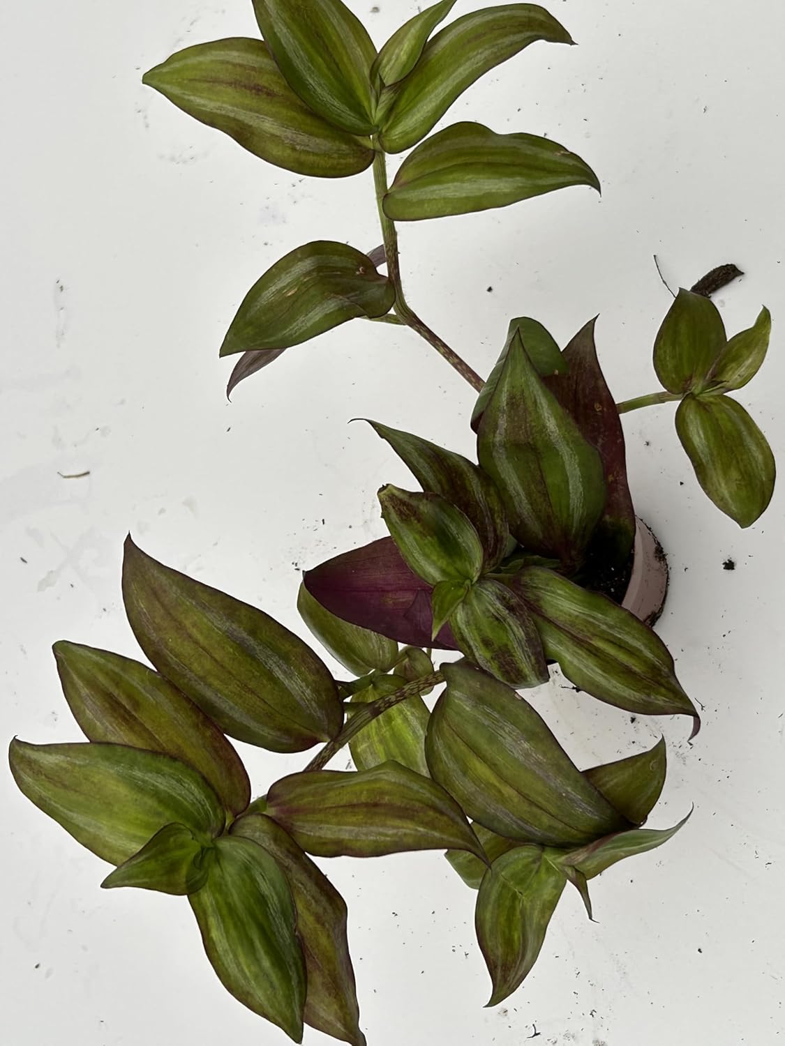 Live Wandering Jew Plant - Tradescantia Zebrina Collectors Pack - 5 Variety - Evenesce, Silver+, Discolor Green,Deep Purple and Burgundy ~ Air Purifying, Low Maintenance, Fast Growing Houseplants