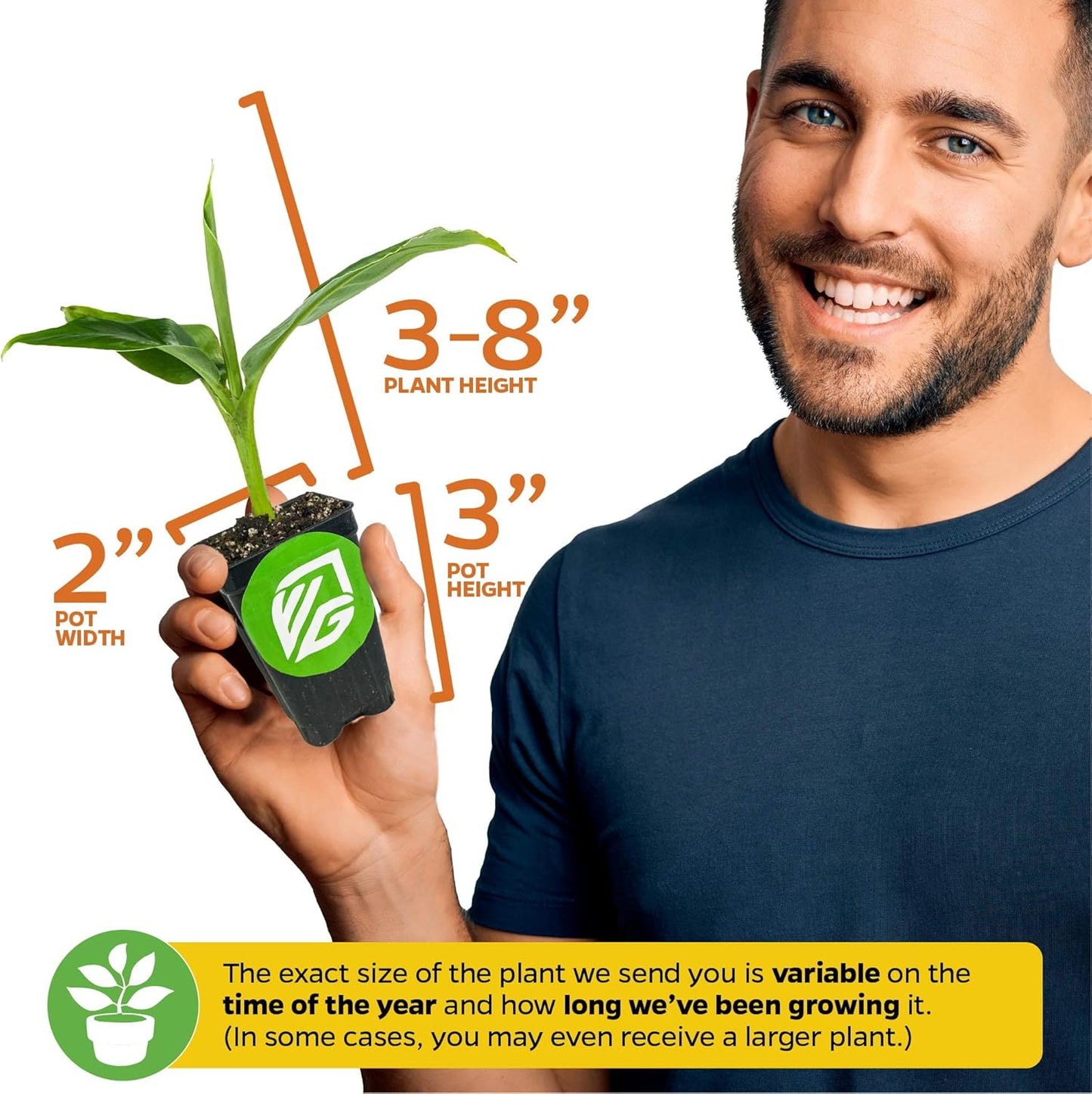 Dwarf Orinoco Banana Tree Live Plant - Musa acuminata by Wellspring Gardens - Starter Plant Ideal for Gardens & Containers - Great for Indoor Houseplants, Outdoor Landscaping & Garden Planting