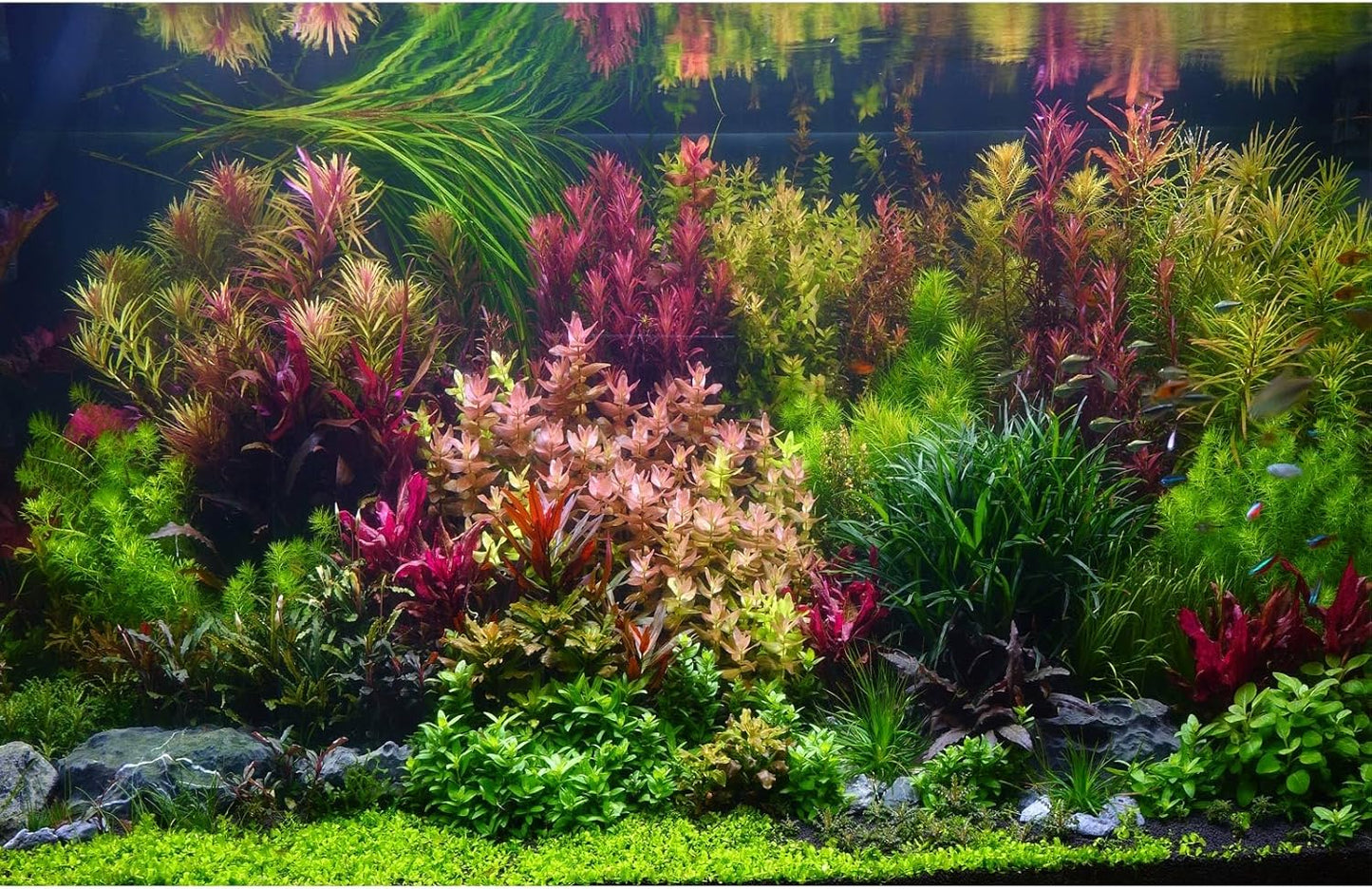 Aquarium Background Various Vivid Fresh Underwater Aquatic Plant Fish Tank Aquarium Backdrop Stone River Bed and Lake Fish Terrarium Background Decor Vinyl 24x12in