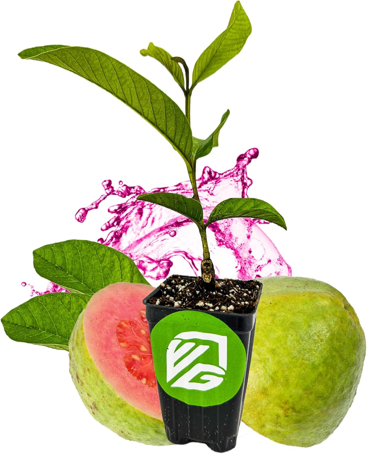 Barbie Pink Guava Tree Live Plant - Psidium guajava by Wellspring Gardens - Tropical Plant Ideal for Gardening and Planting, Fruit Trees Live Plants Outdoor, Grow Delicious Fruit Right at Home