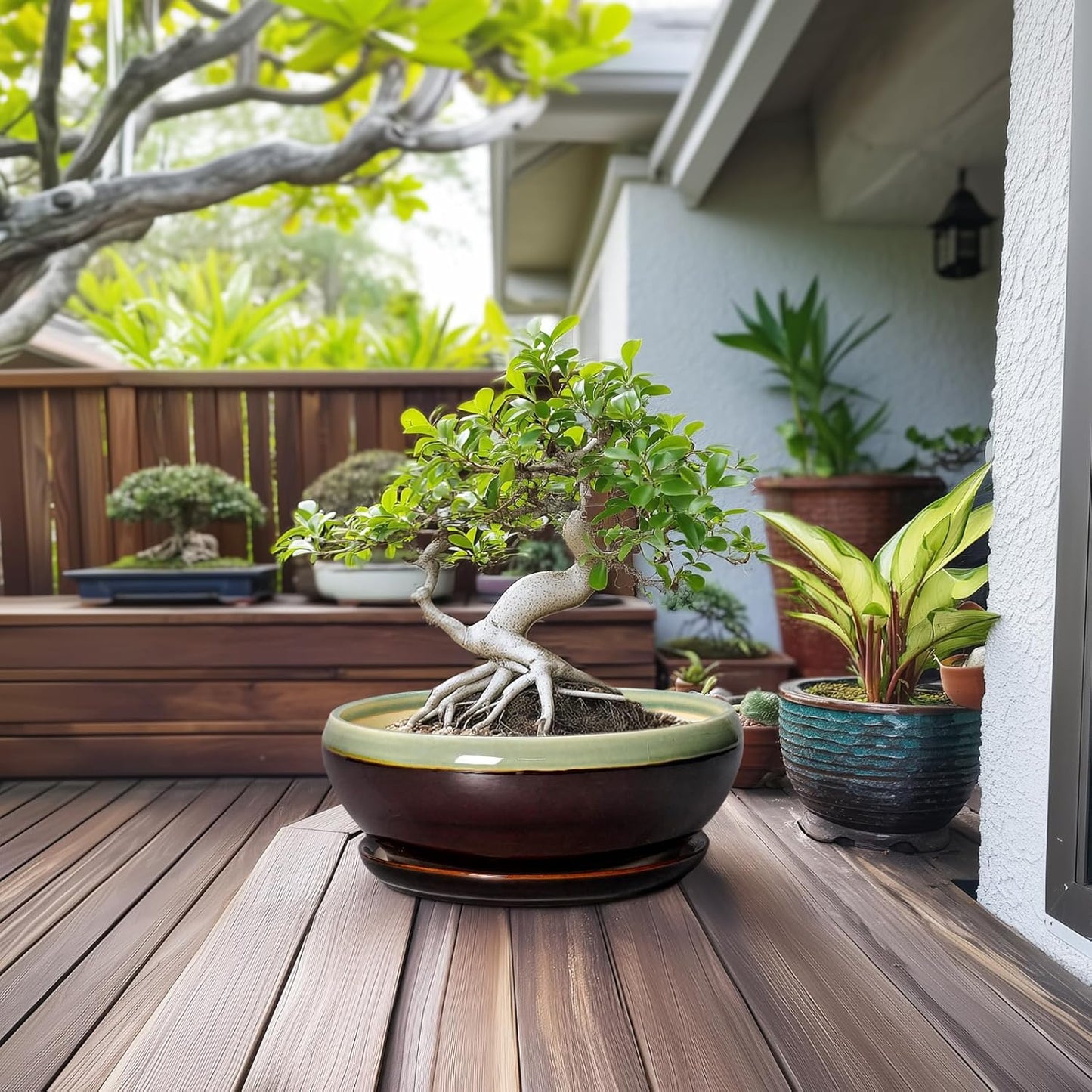 SQOWL Bonsai Pots 12 Inch - Large Ceramic Pots for Succulents with Drainage Hole and Saucer, Shallow Planter for Indoor Plants Outdoor, Round Planter Bowl, Office Decor, Gifts for Women, Green-Brown