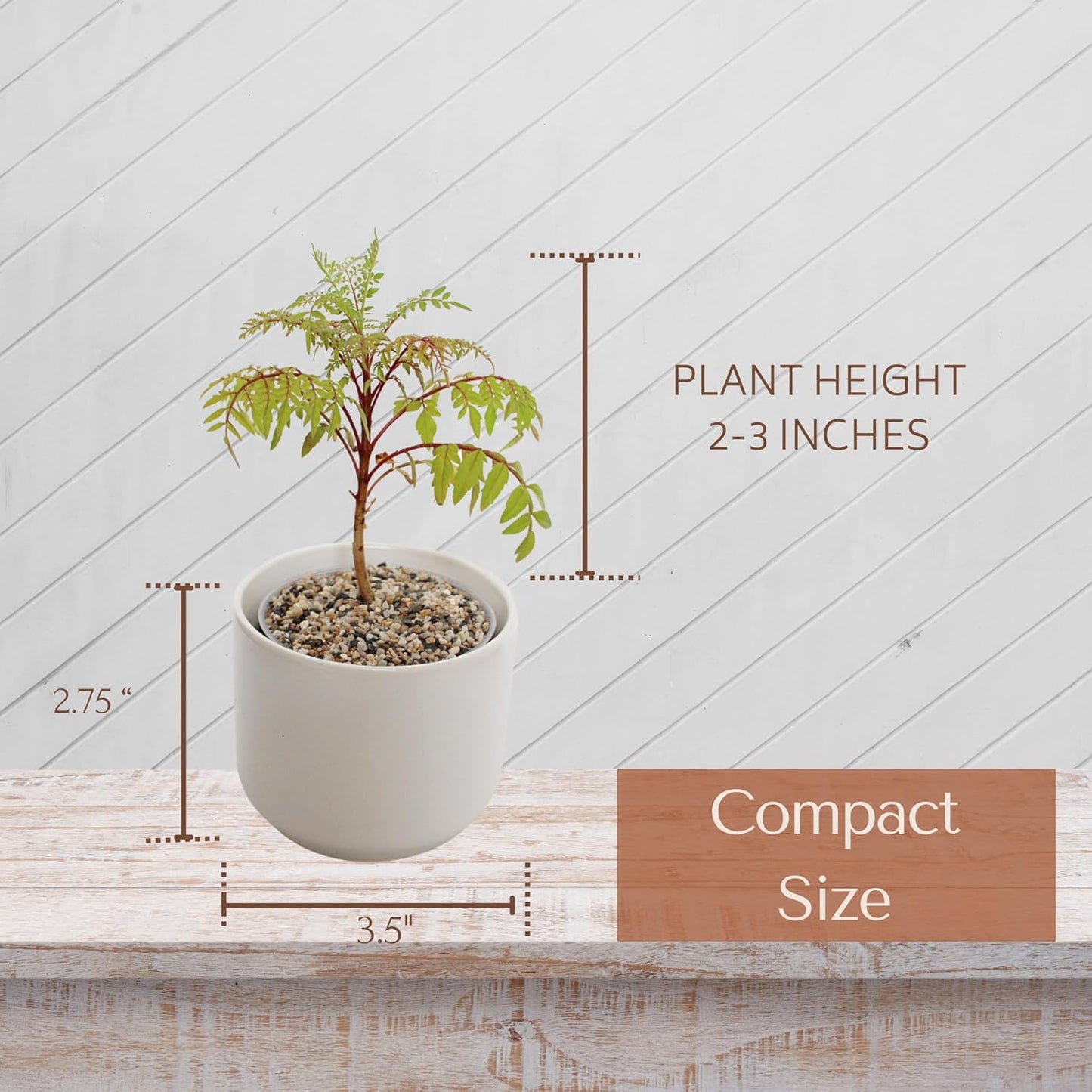 My Shelfie Bonsai Tree Blue Jacaranda Starter Kit, 3 Inch Pot, White Ceramic Planter with Sand Topper