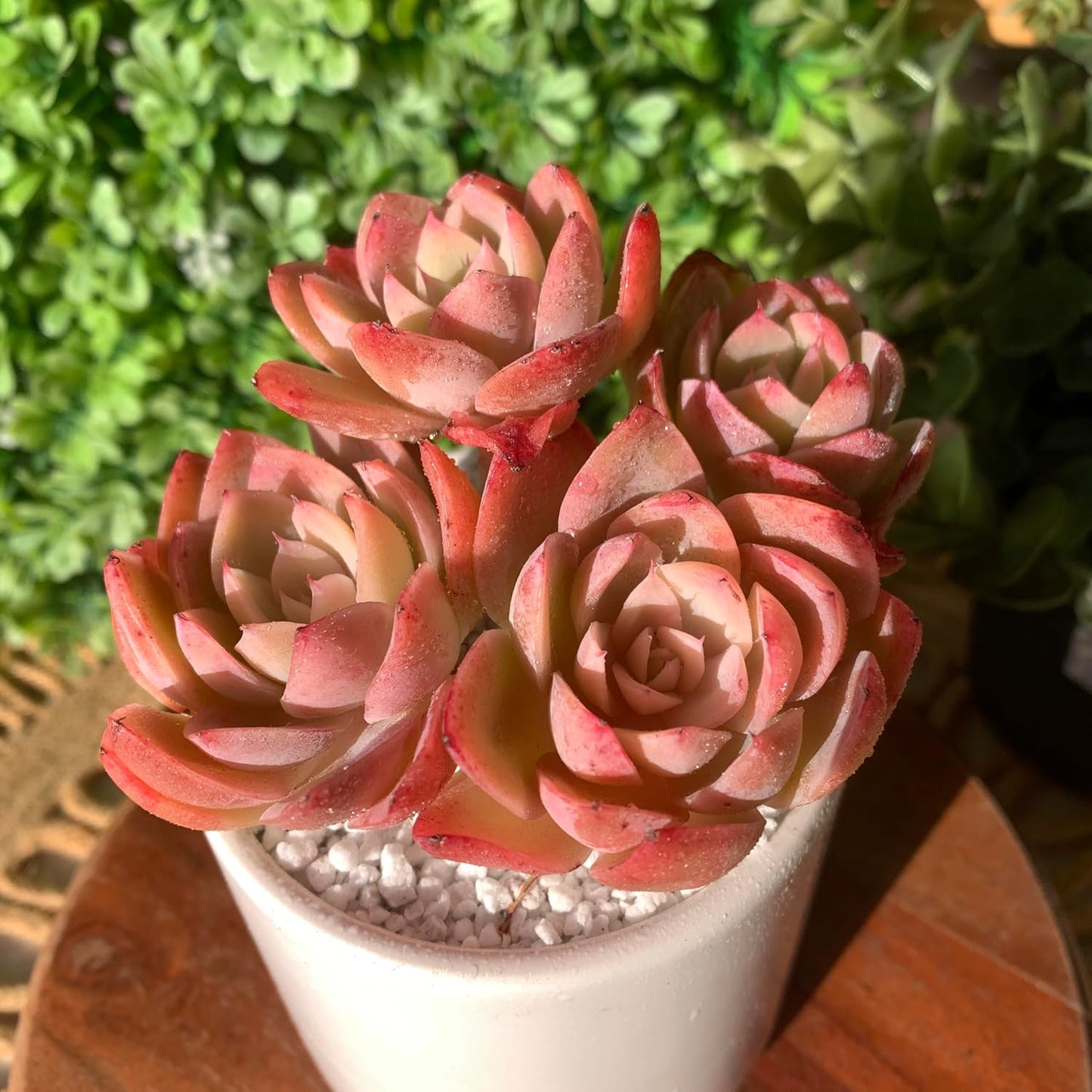 FWPP Live Succulents Plants Echeveria Silk Veil 3 inches,Rare Pink Succulents Bare Root Without Pot Soil, Live Plants Indoor Office Decoration Wedding and Gift