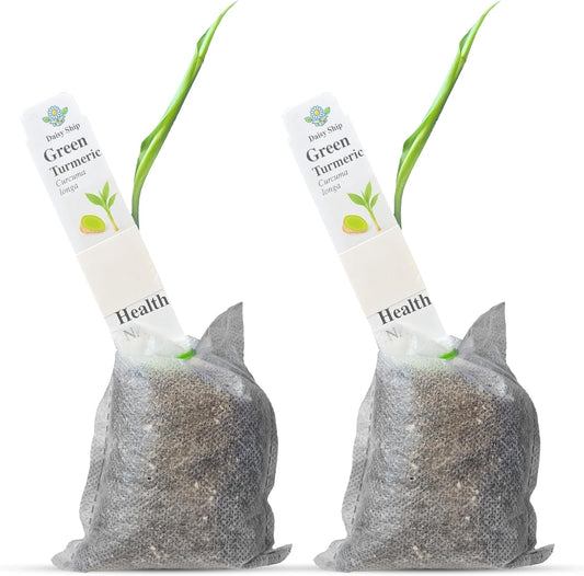 Green Turmeric Live Plant - (Curcuma aeruginosa) - Rare Medicinal Herb, Vibrant Pink Flowers, Ideal for Tropical Gardens (2 Green Turmeric Bags)