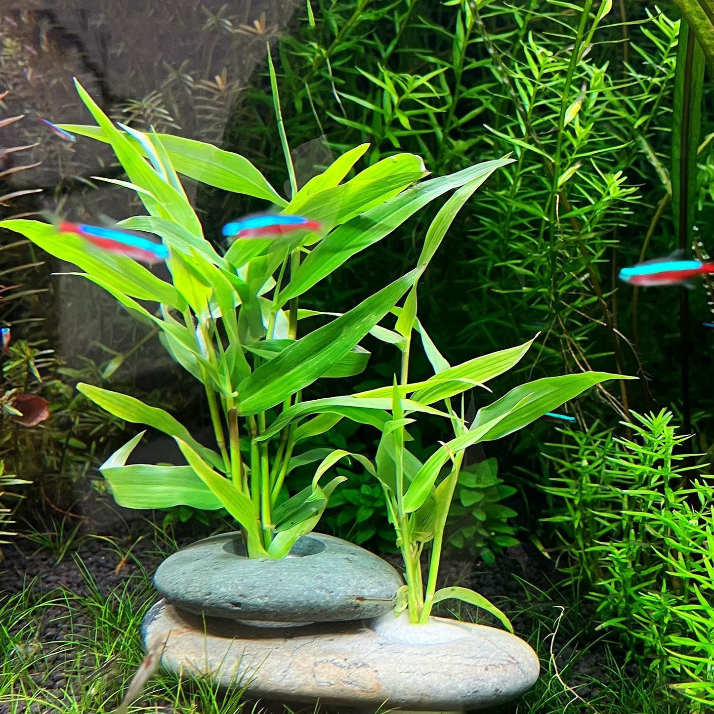 Natural River Stone Plant Weights for Aquarium, Handmade Pebble Anchors for Aquatic Plants, Fish Tank Decorations, Unique Shape & Size, Landscape Plant Weights (Small 0.8″ Hole 6pcs)