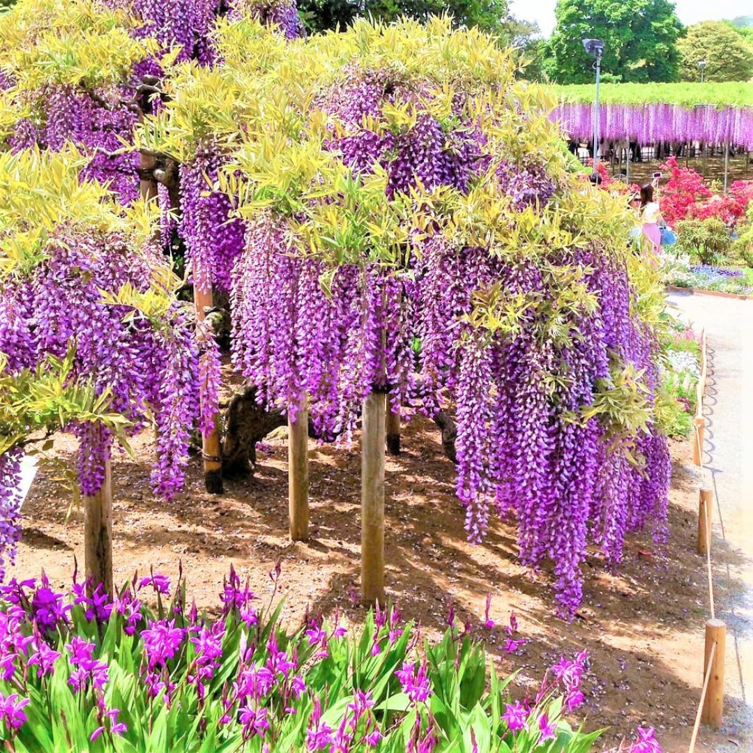 Purple Wisteria Tree Plant Live, 6 to 10 Inch Tall, 2.5 Inch Pot, Wisteria Tree Live Plant, Wisteria Live Plant, Wisteria Vine Plant