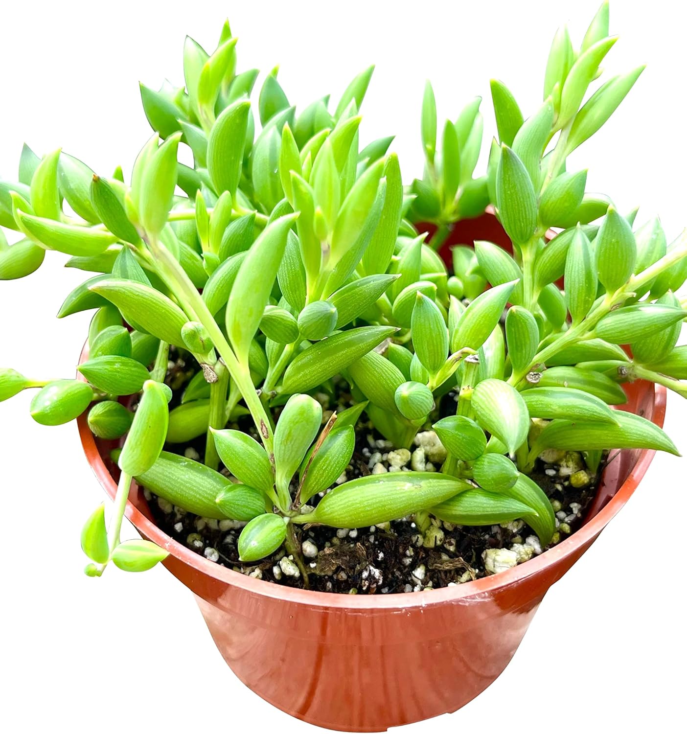 Live Succulent (4" String of Fish Hooks), Succulents Plants Live, Succulent Plants Fully Rooted, Rare House Plant for Home Office Decoration, DIY Projects, Party Favor Gift by The Succulent Cult