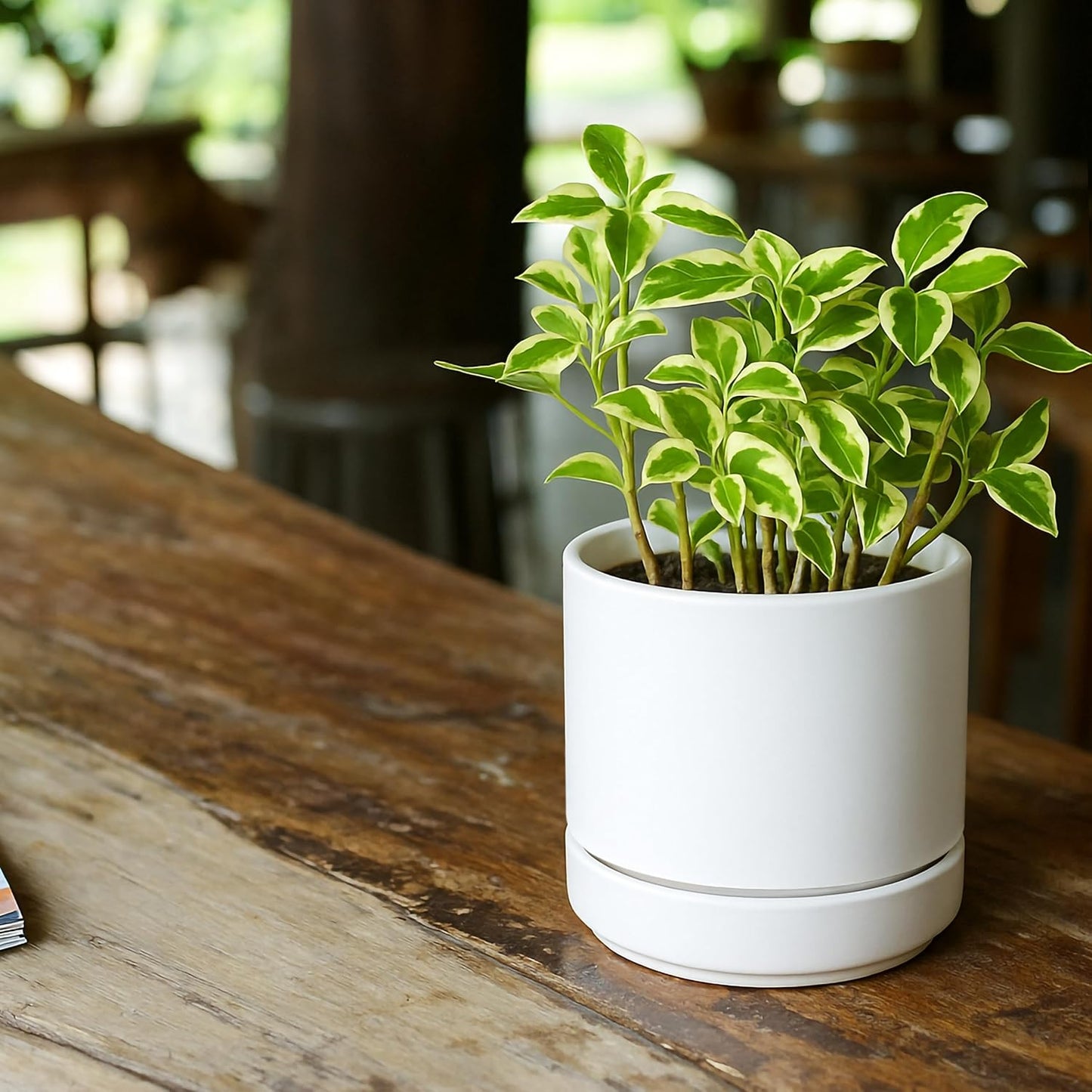 D'vine Dev 3 Inch & 4 Inch & 6 Inch, Set of 3 Round Ceramic Planter Pot with Drainage Hole and Saucer, White, 94-T-S-1