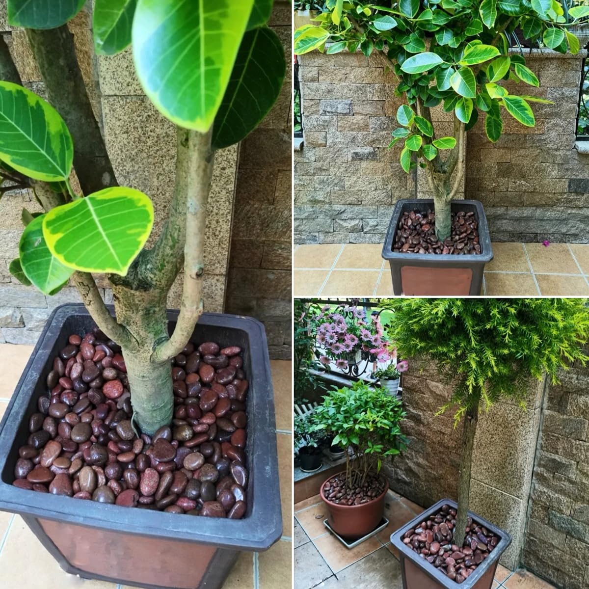 Rocks for Plant 5lbs, Red River Rocks 2-3 Inch Natural Pebbles for Indoor Plants, High Polished Decorative Stones Vase Filler Fish Tank Aquariums Landscaping Garden