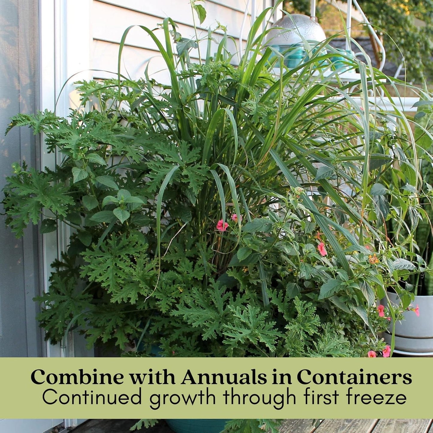 Clovers Garden Mosquito Trio Nine (9) Mosquito Repellent Live Plants – Non-GMO - Each 4" to 8" Tall – in 4" Inch Pots - Includes Citronella Geranium, Lemongrass, Lantana Plants (3 of Each)