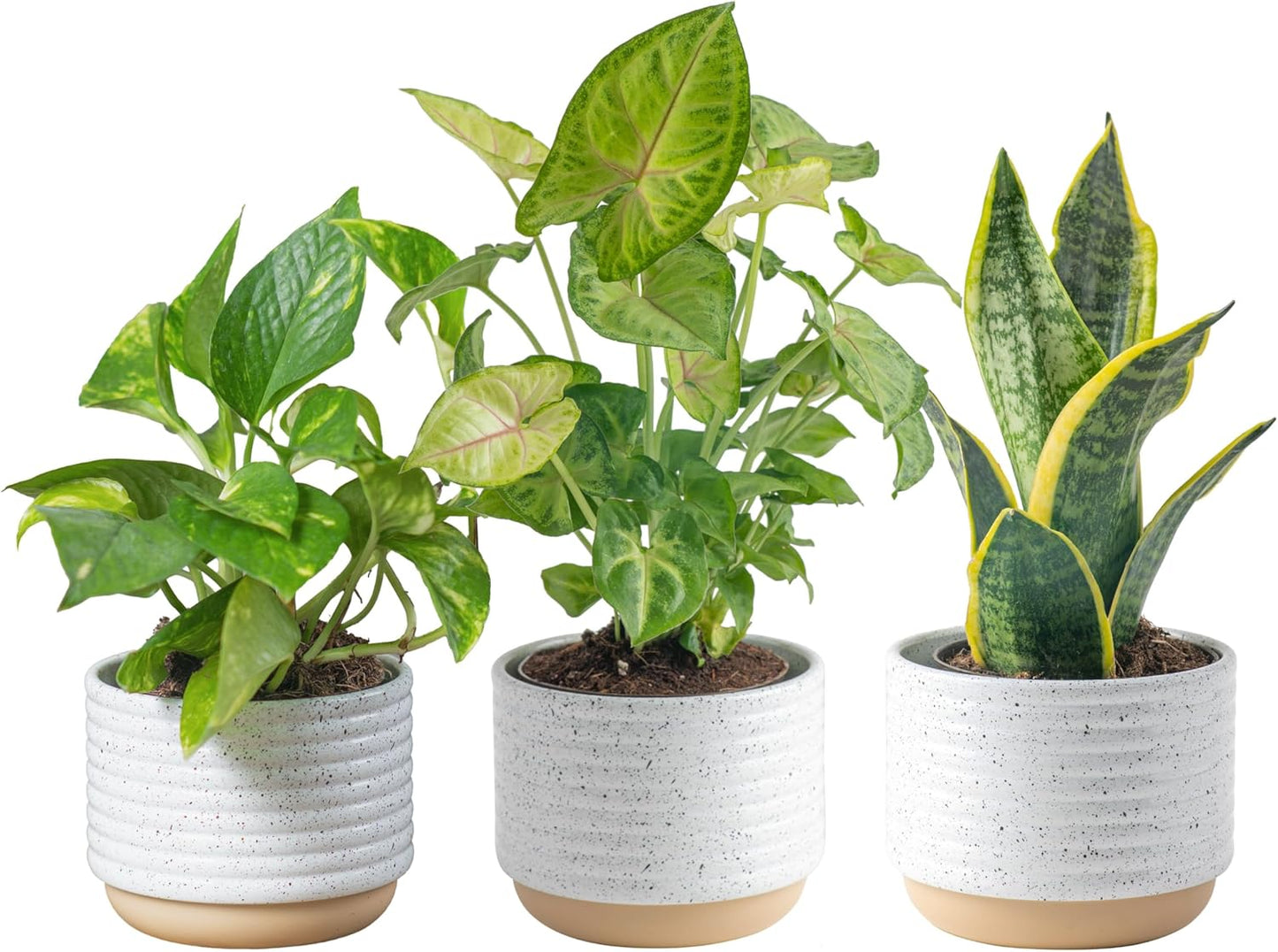 Costa Farms Live Plants (3 Pack), Easy to Grow Real Indoor Houseplants, Air Purifying Plants, Grower's Choice in Home Décor Indoors Plant Pots, New House Gift or Room Décor