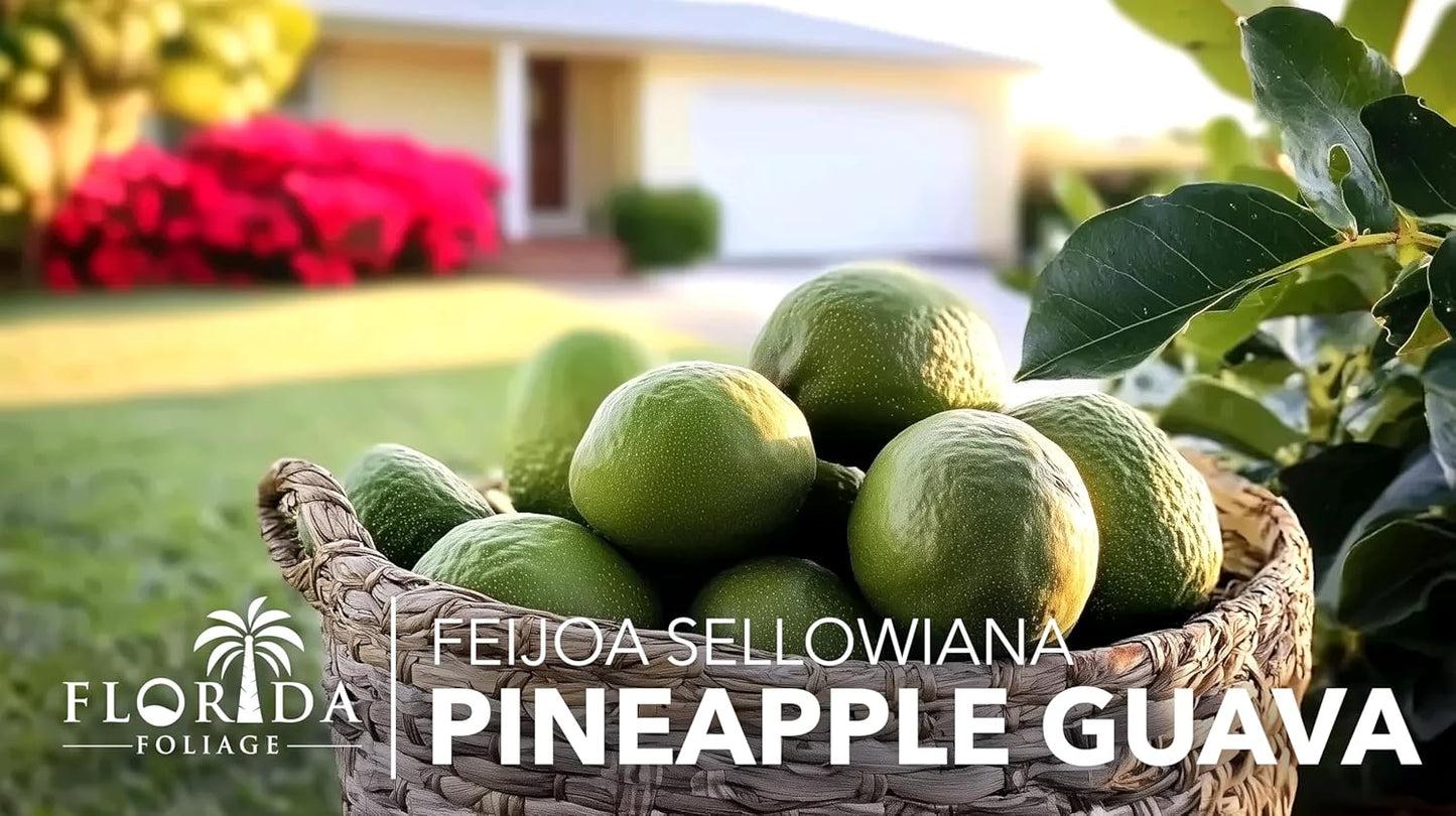 Pineapple Guava - 10 Live Plants - Feijoa Sellowiana - Edible Fruit and Flowering Foliage