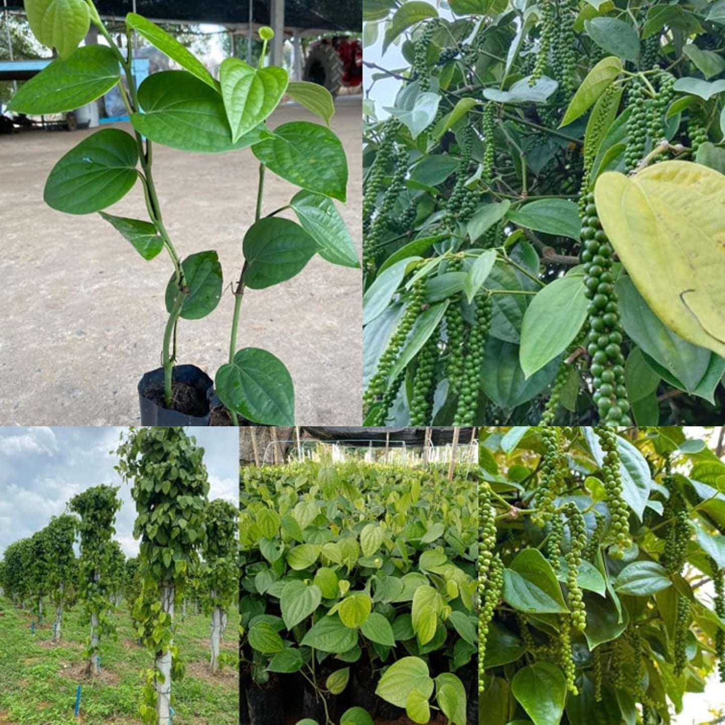 Black Pepper Plants, Piper Nigrum Plants Live, 5 to 8 Inches Tall