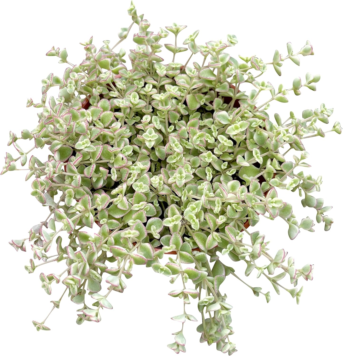 Live Succulent 4" Sedum Little Missy Variegated, Succulents Plants Live, Succulent Plants Fully Rooted, House Plant for Home Office Decoration, DIY Projects, Party Favor Gift by The Succulent Cult