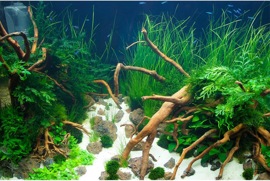 Aquarium Background Various Underwater Grass Plants Aquarium Backdrop Vivid and Fresh Green Aquatic Plants Stone River Bed and Dead Wood Yellow Stone Tank Background Vinyl 72x16in