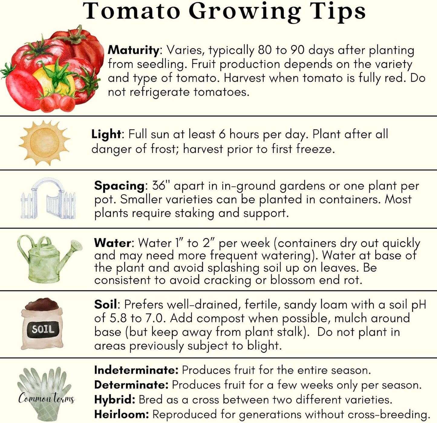 Clovers Garden Big Rainbow Tomato Plants – Two (2) Live Plants – Non-GMO - Not Seeds - Each 4" to 8" Tall – in 4" Inch Pots – Heirloom, Indeterminate