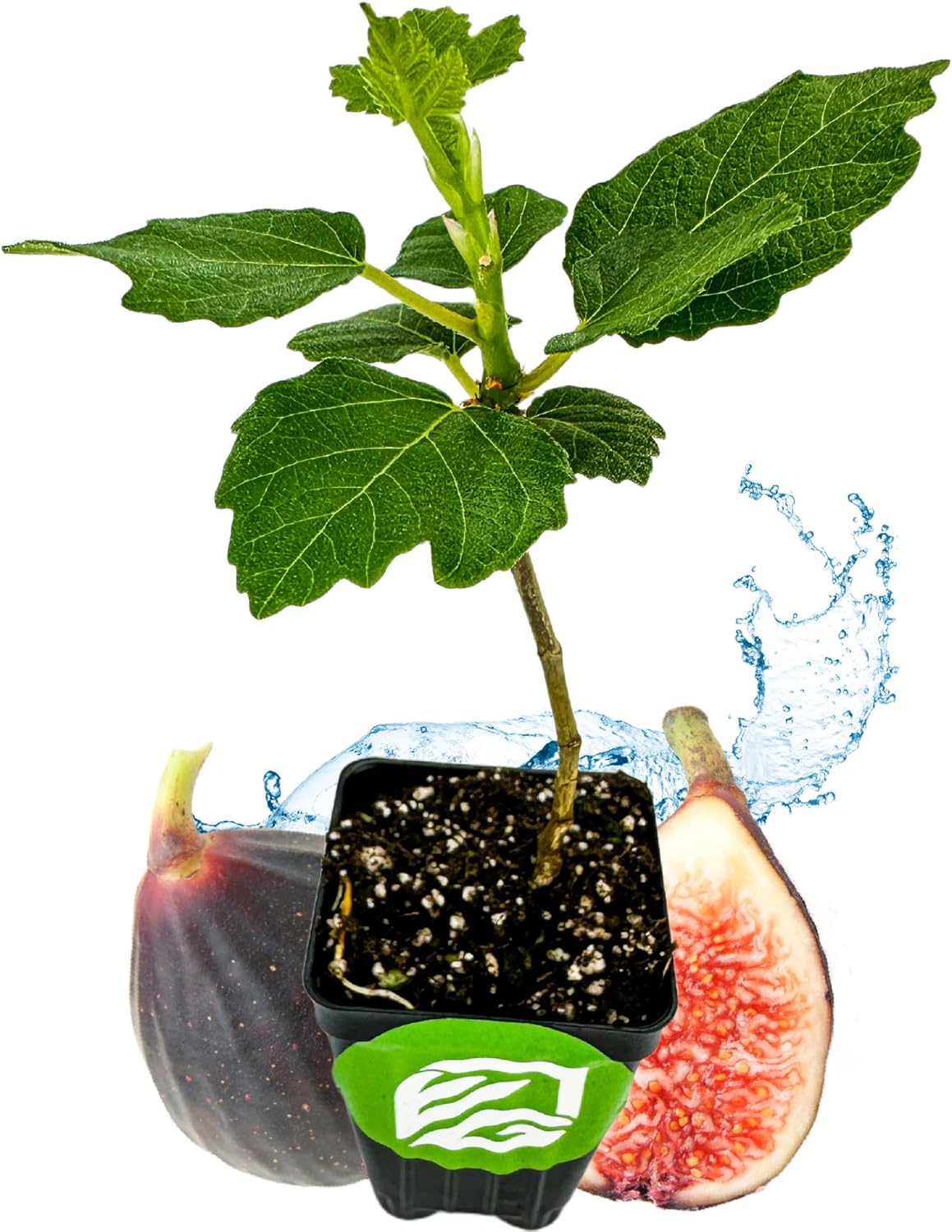 Violette de Bordeaux Fig Tree Live Plant - Ficus carica - Wellspring Gardens - Live Starter Fruit Plant for Your Indoor or Outdoor Garden