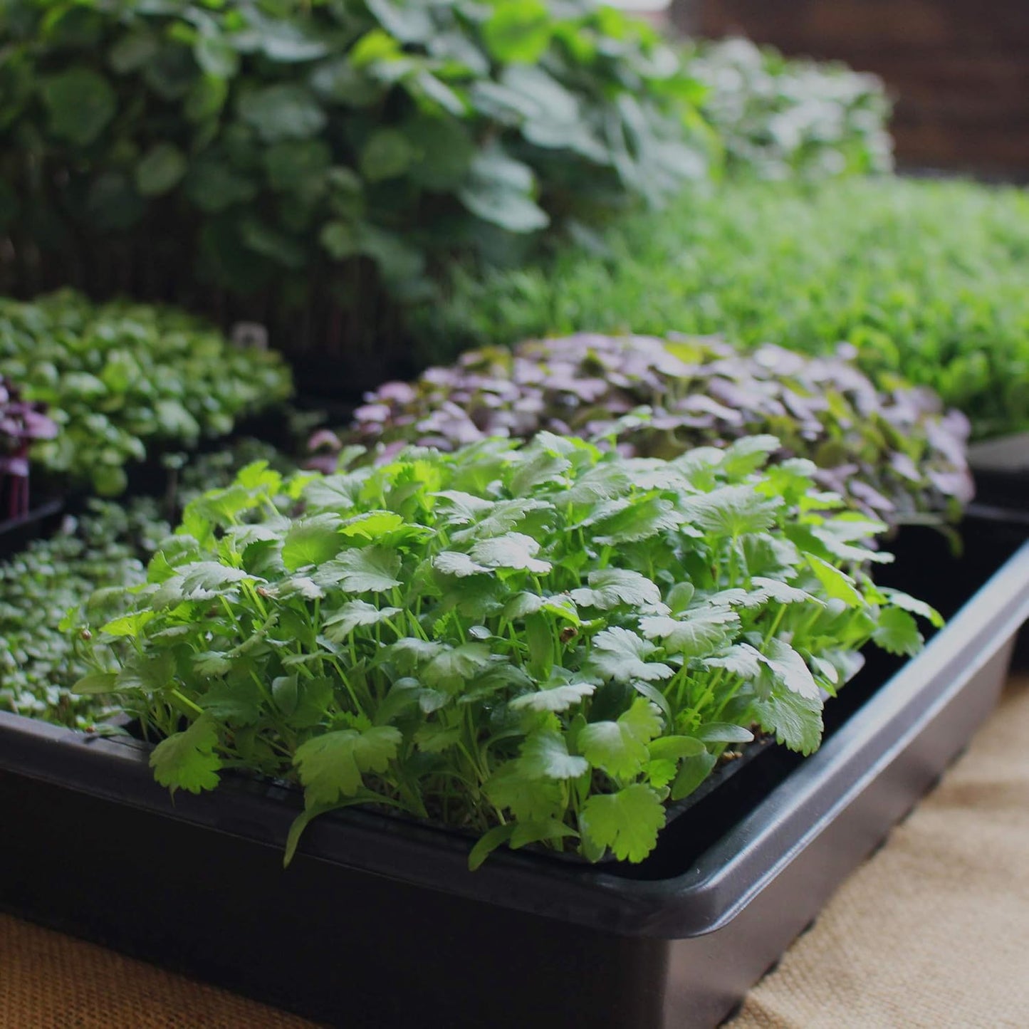 Minute Soil - Compressed Coco Coir Fiber Grow Medium - 20 MM Pellets - Bag of 100 = 5 Quarts of Potting Soil - Indoor Growing: House Plants, Herbs, Microgreens, Just Add Water - Peat Free - OMRI