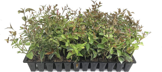Star Jasmine - 30 Live Plants - Jasminum Nitidum - Fragrant Blooming Evergreen Vine