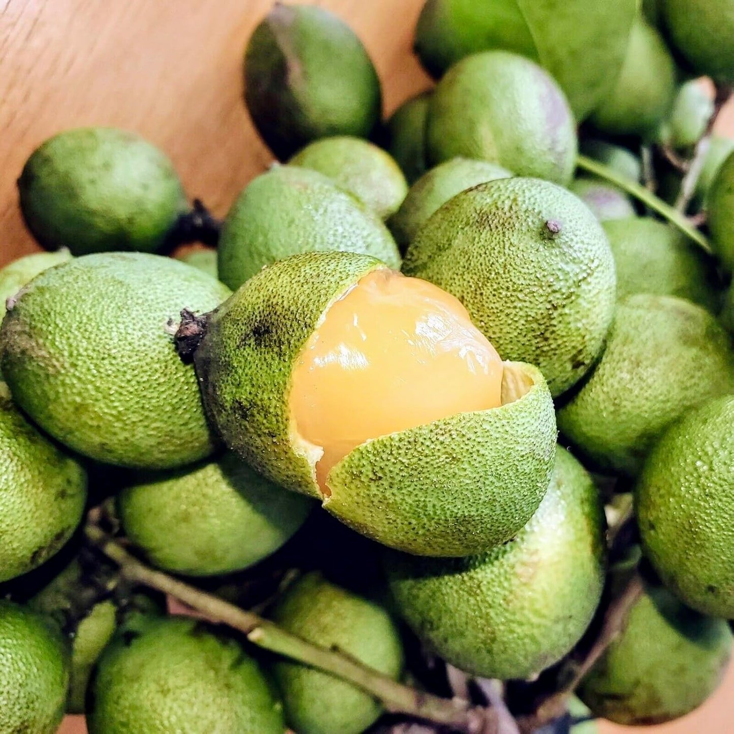 Spanish Lime (Melicoccus bijugatu) Tropical Fruit Tree 12"